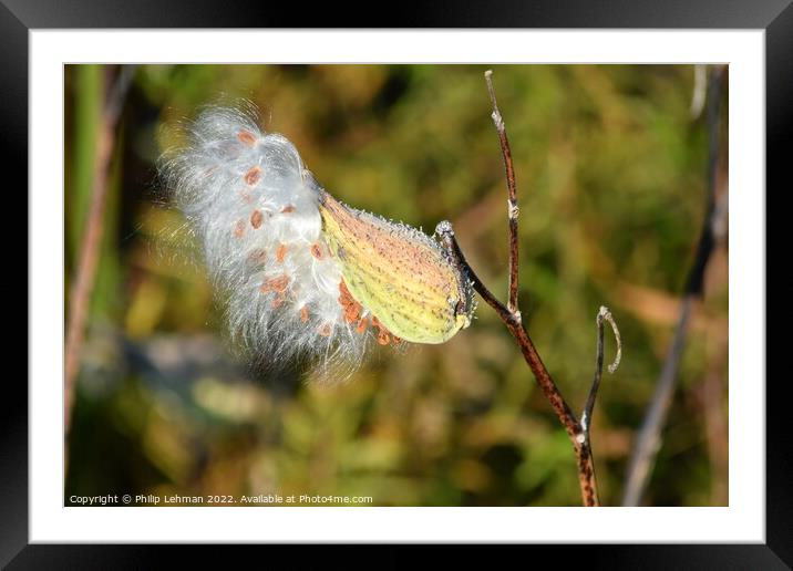 Milkweed (8A) Framed Mounted Print by Philip Lehman