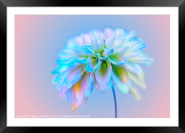 Dahlia Flower Framed Mounted Print by Alison Chambers