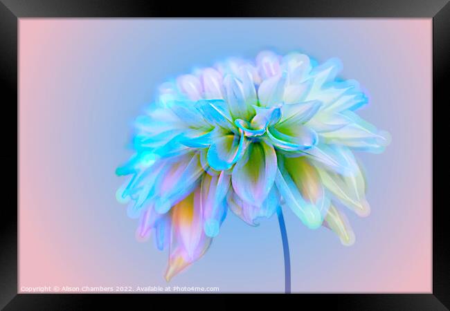 Dahlia Flower Framed Print by Alison Chambers