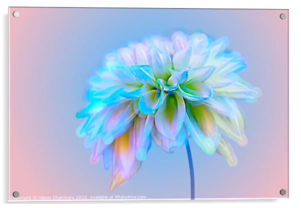 Dahlia Flower Acrylic by Alison Chambers