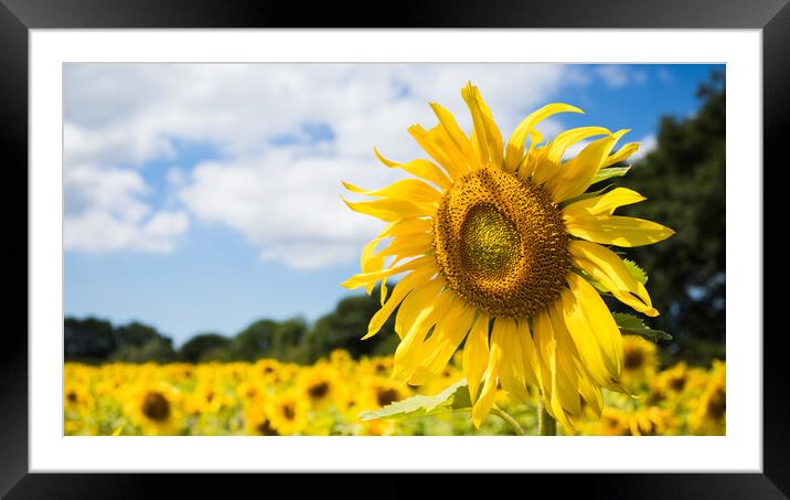 Sunflowers facing the sunshine Framed Mounted Print by Jason Wells