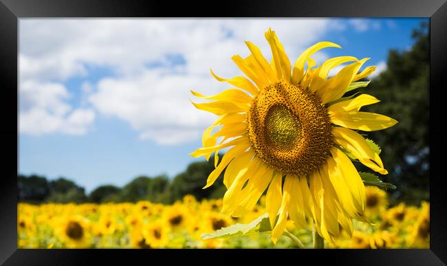 Sunflowers facing the sunshine Framed Print by Jason Wells