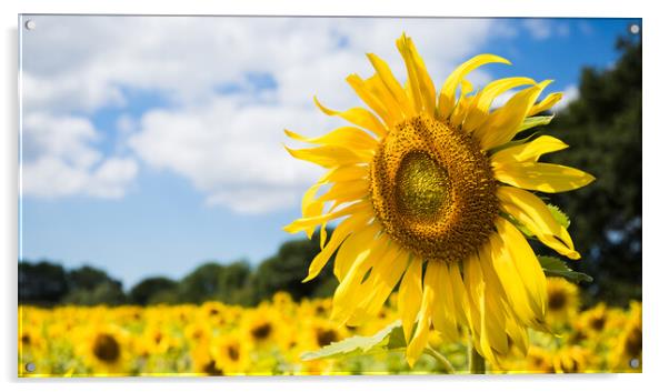 Sunflowers facing the sunshine Acrylic by Jason Wells