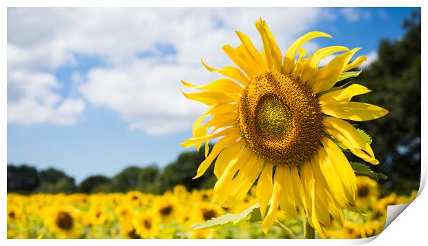 Sunflowers facing the sunshine Print by Jason Wells