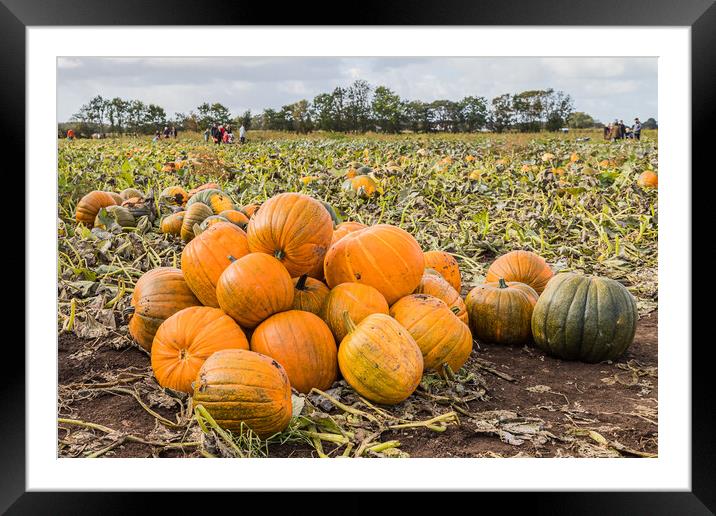 Pile of pumpkins Framed Mounted Print by Jason Wells