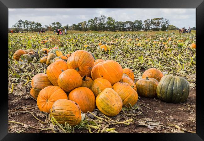 Pile of pumpkins Framed Print by Jason Wells