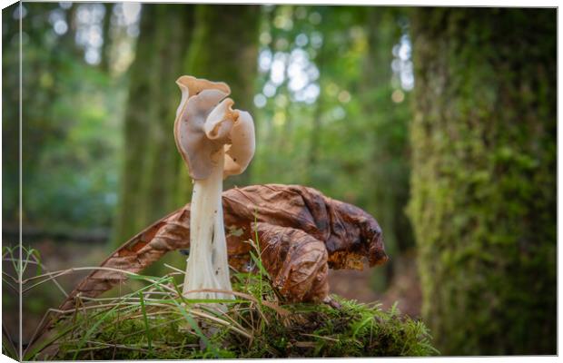 Helvella crispa, saddle fungi in the woods Canvas Print by Bryn Morgan