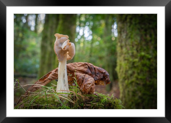Helvella crispa, saddle fungi in the woods Framed Mounted Print by Bryn Morgan