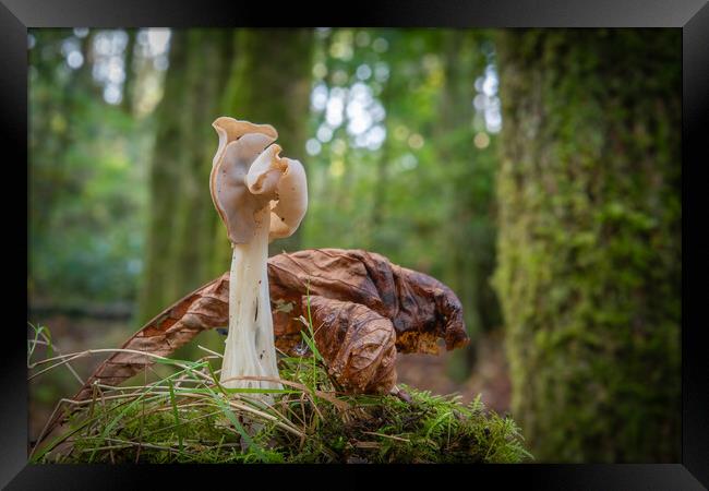 Helvella crispa, saddle fungi in the woods Framed Print by Bryn Morgan