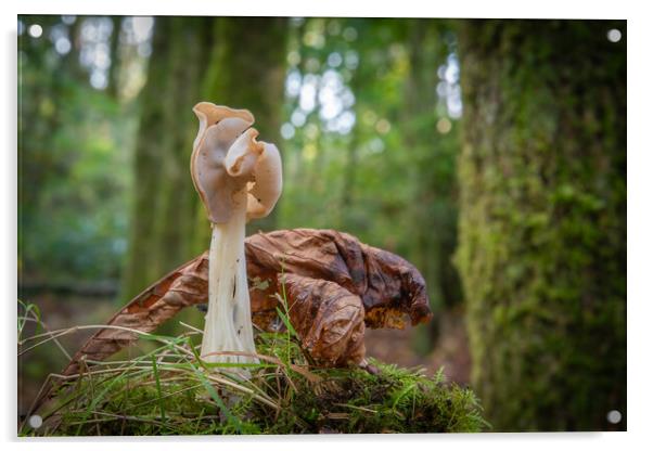 Helvella crispa, saddle fungi in the woods Acrylic by Bryn Morgan