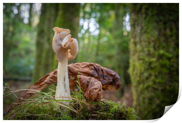 Helvella crispa, saddle fungi in the woods Print by Bryn Morgan