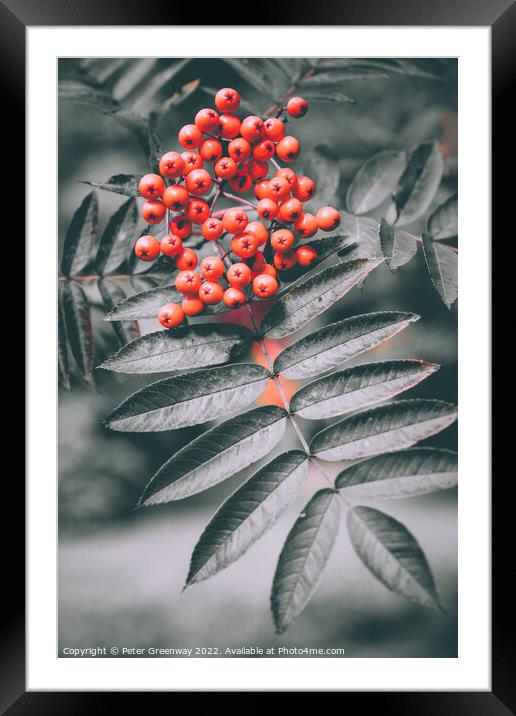 Red Berries & Autumnal Leaves On The Trees At Batsford Arboretum Framed Mounted Print by Peter Greenway