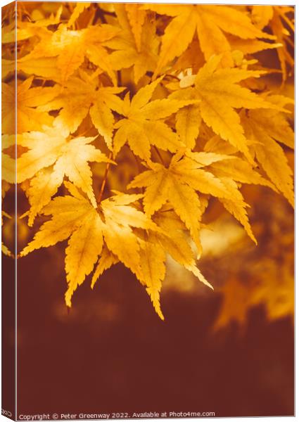 Autumnal Maple Leaves On The Trees At Batsford Arboretum Canvas Print by Peter Greenway
