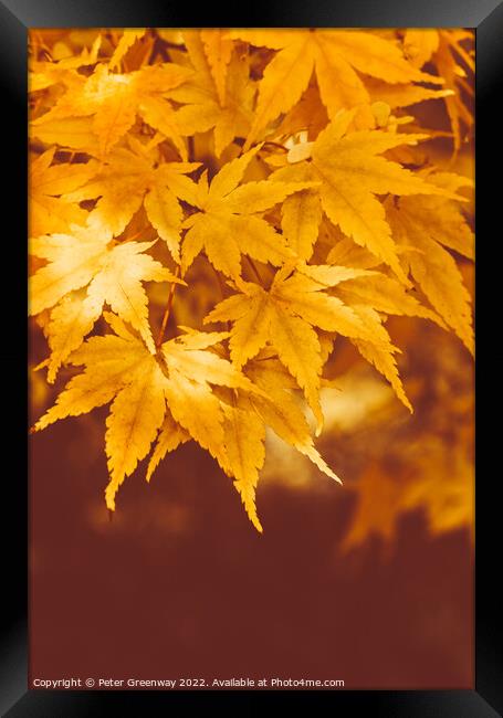 Autumnal Maple Leaves On The Trees At Batsford Arboretum Framed Print by Peter Greenway