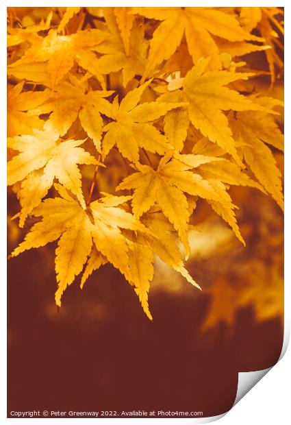 Autumnal Maple Leaves On The Trees At Batsford Arboretum Print by Peter Greenway