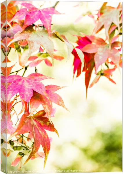 Autumnal Maple Leaves On The Trees At Batsford Arboretum Canvas Print by Peter Greenway