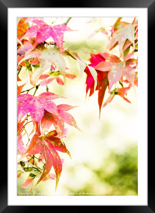 Autumnal Maple Leaves On The Trees At Batsford Arboretum Framed Mounted Print by Peter Greenway