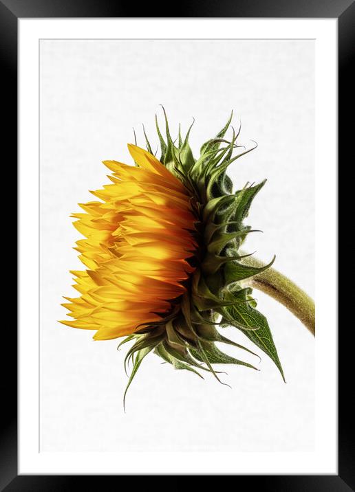 Sunflower Framed Mounted Print by David Pringle