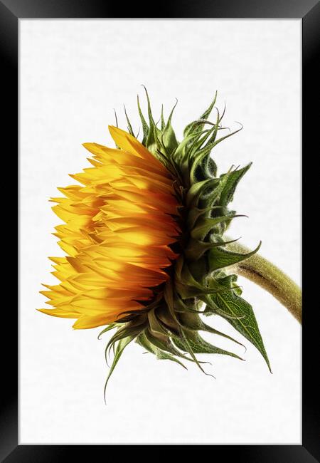 Sunflower Framed Print by David Pringle