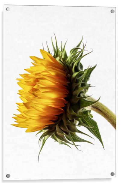 Sunflower Acrylic by David Pringle