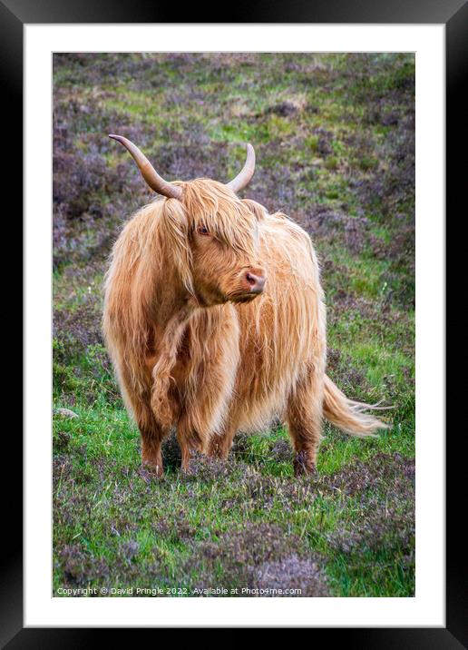 Highland Cow Framed Mounted Print by David Pringle