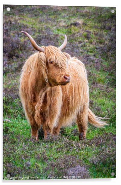 Highland Cow Acrylic by David Pringle