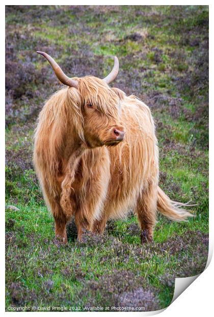 Highland Cow Print by David Pringle