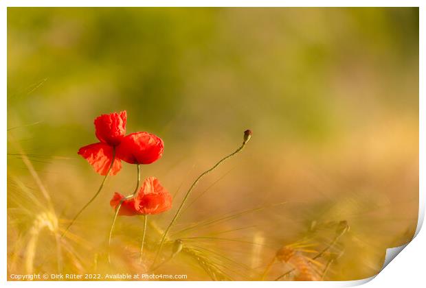 Red poppies Print by Dirk Rüter