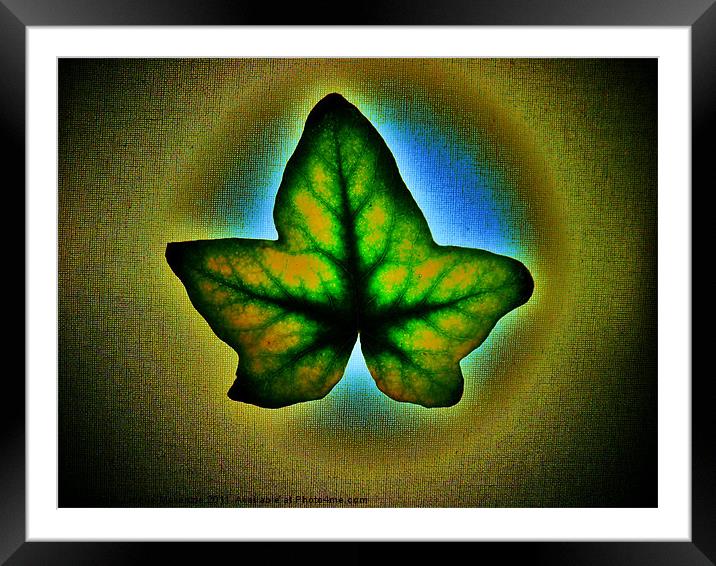 IVY - 1 Framed Mounted Print by Jacque Mckenzie