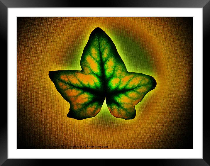 IVY - 2 Framed Mounted Print by Jacque Mckenzie