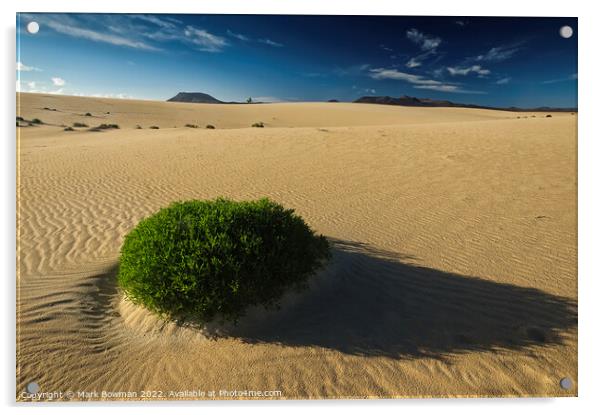 Dune Plant Acrylic by Mark Bowman