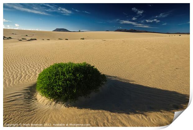 Dune Plant Print by Mark Bowman