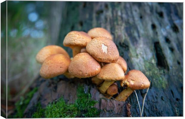 Gymnopilus junonius, Spectacular Rustgill mushroom growing on tree Canvas Print by Bryn Morgan