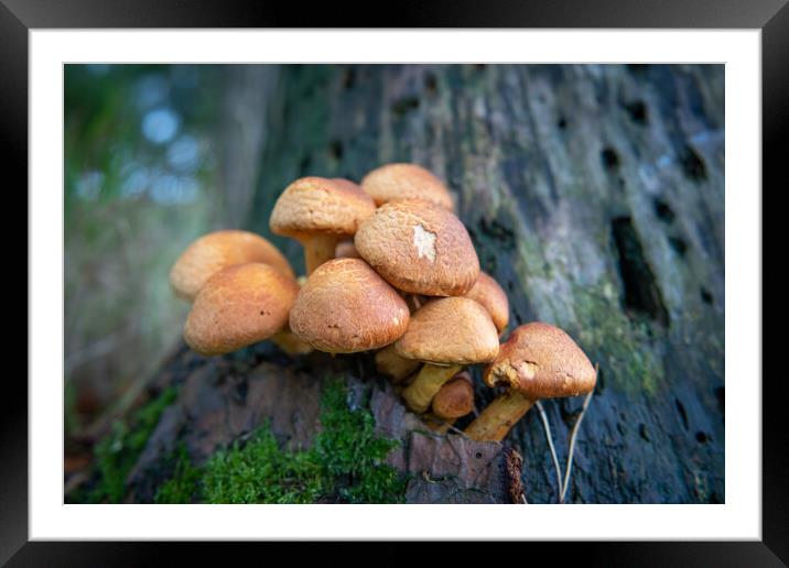 Gymnopilus junonius, Spectacular Rustgill mushroom growing on tree Framed Mounted Print by Bryn Morgan