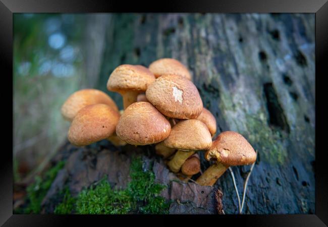 Gymnopilus junonius, Spectacular Rustgill mushroom growing on tree Framed Print by Bryn Morgan