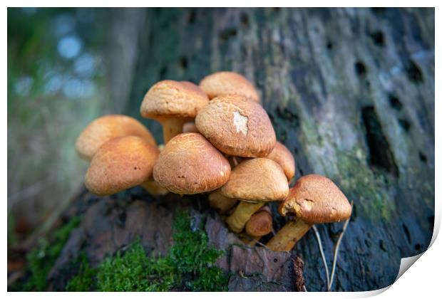 Gymnopilus junonius, Spectacular Rustgill mushroom growing on tree Print by Bryn Morgan