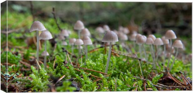 Coprinellus disseminatus growing on moss Canvas Print by Bryn Morgan