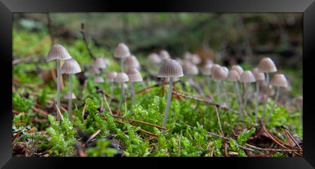 Coprinellus disseminatus growing on moss Framed Print by Bryn Morgan