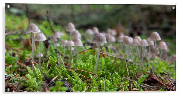Coprinellus disseminatus growing on moss Acrylic by Bryn Morgan
