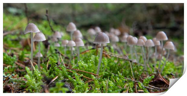 Coprinellus disseminatus growing on moss Print by Bryn Morgan