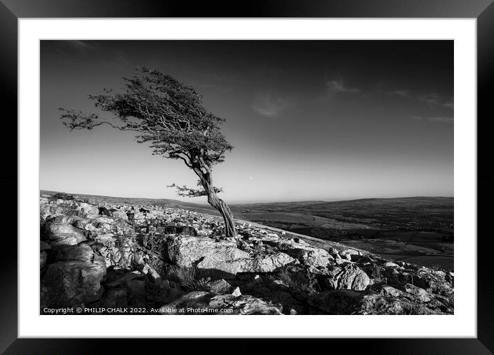 Lone tree black and white 807 Framed Mounted Print by PHILIP CHALK