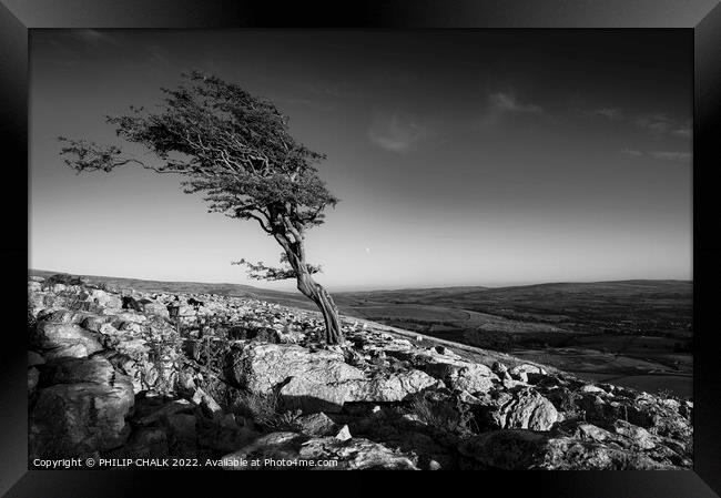 Lone tree black and white 807 Framed Print by PHILIP CHALK
