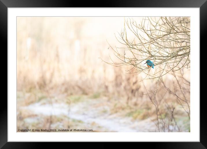 Kingfisher in winter Framed Mounted Print by Kay Roxby