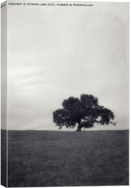 Lonesome Tree Canvas Print by Christine Lake