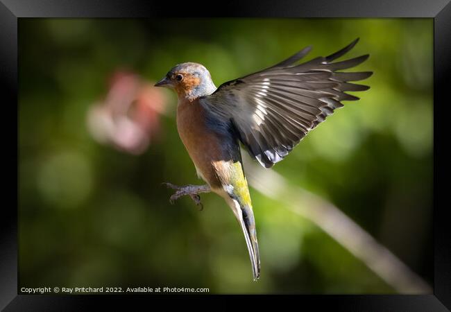 Chaffinch in Flight  Framed Print by Ray Pritchard