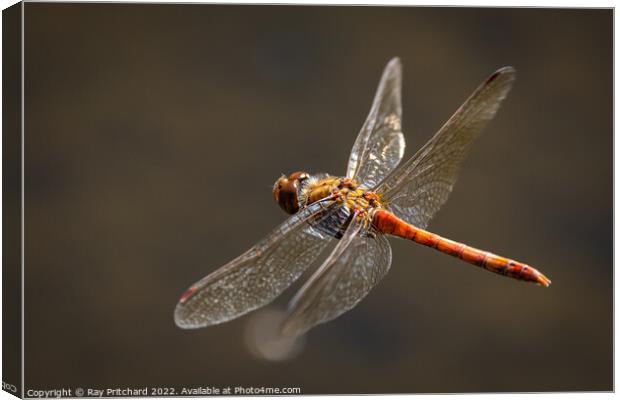 Common Darter in Flight Canvas Print by Ray Pritchard