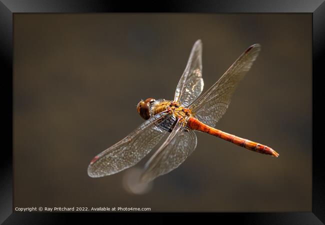 Common Darter in Flight Framed Print by Ray Pritchard