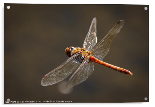 Common Darter in Flight Acrylic by Ray Pritchard