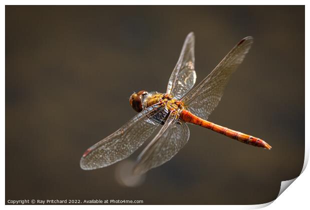 Common Darter in Flight Print by Ray Pritchard