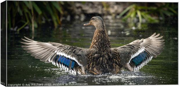Mallard with Wings Spread Canvas Print by Ray Pritchard